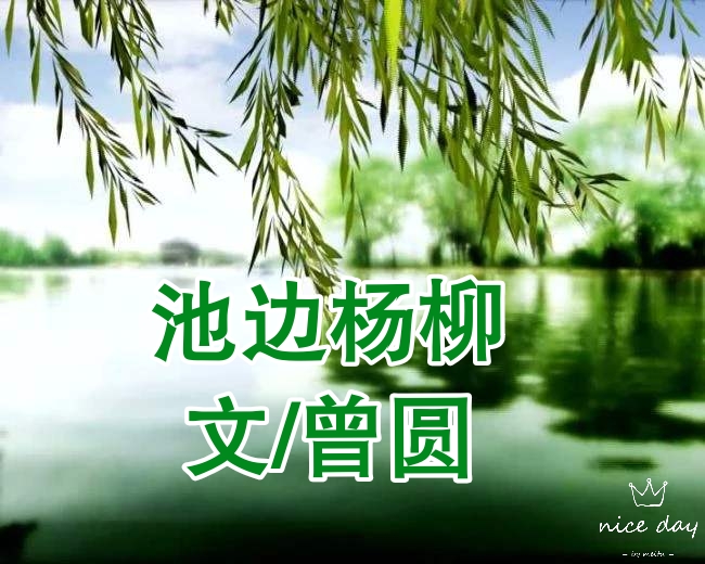 池边杨柳 文/曾圆