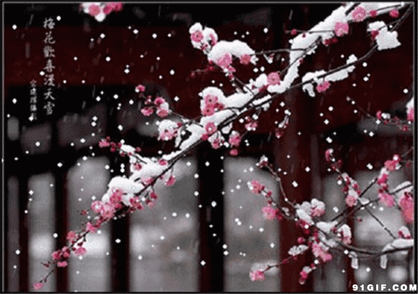 【诗茵若雨情感电台】雪花飞过那枝梅 文/关东情 主播 诗茵若雨