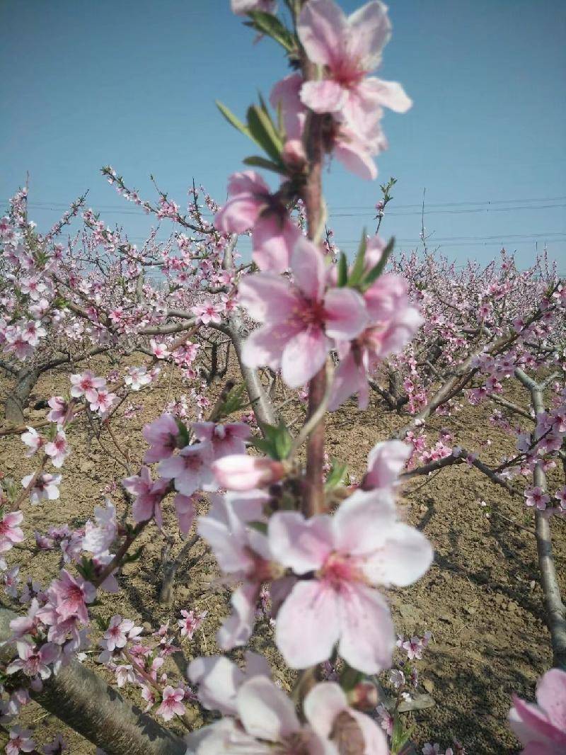 期盼,一场春天的旅游 文/梅花之海