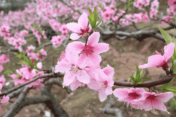 七绝 春晓雨霁 文/青青芳草