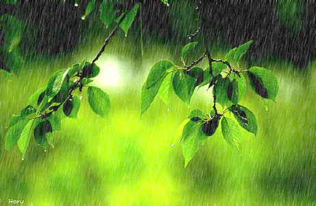 春雨  