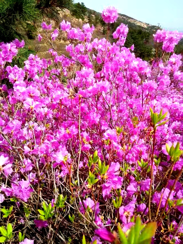 杜鹃花