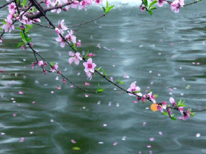 李 文 亮 祭 :作者生命树||主播陈美蓉||世界诗会英国