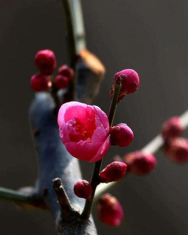 那一树梅花 文/兰兰