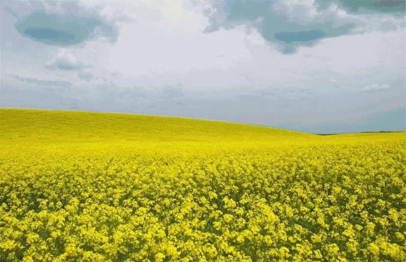 古城游/词林正韵      文/藜峨山人 金谷春雪长路,漫经意,百花香.