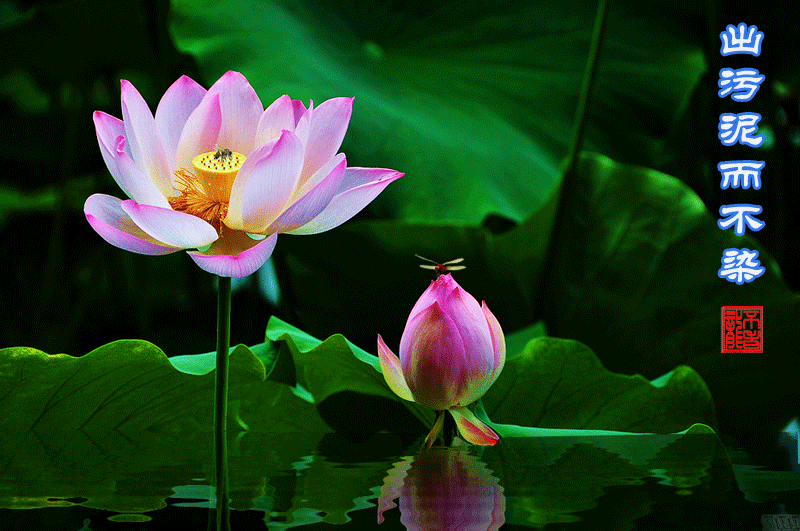 【悠然自得采菊忙 ———为采菊文苑成立两周年而作】