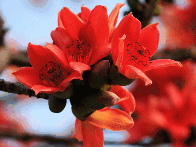 小何作品《木棉花开》诵读:雅萱