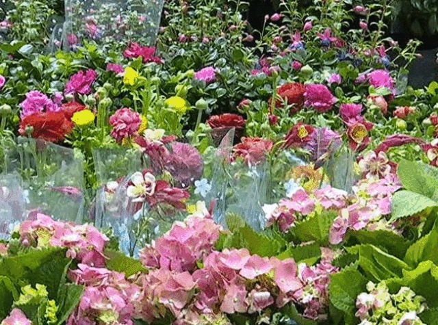 邴文侠诗歌开在春天的小花编辑宋梅中华诗歌联合会云南文学社洱海文学