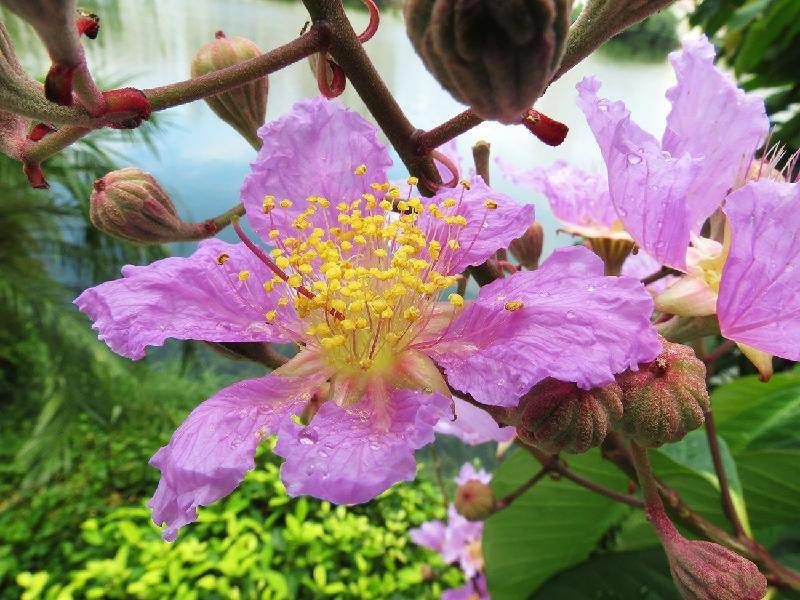 紫薇花 文/知无涯