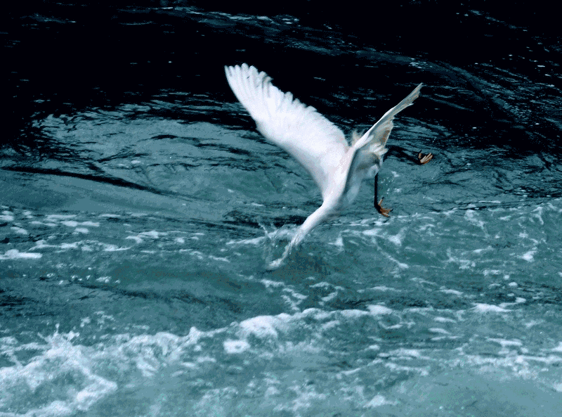 白鹭 文/仁者诗心 (山东)