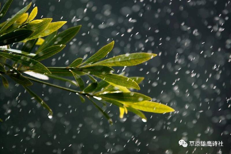 06 细雨 文/尹小平 微风细雨连,花伞挡岚烟. 雀舞蛙鸣伴,芳香道两边.