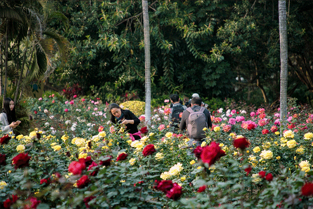 莫嫌枝刺伤人手,         (二)  蔷薇形体玫瑰样, 貌比白茸品似梅.