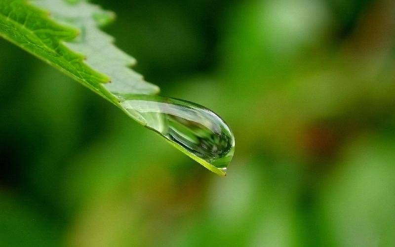 碧绿绵延 葱茏幽闲 枝叶扶疏 繁花纷缛 清亮欲滴的露珠 穿着晶莹的