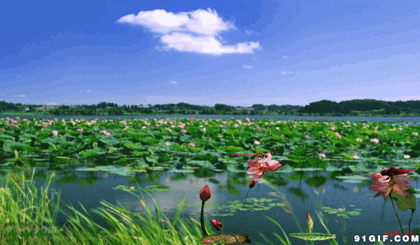 鹧鸪天 运河故道赏荷 文/冯清泰