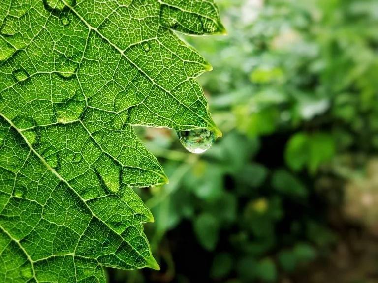 雨后的叶子