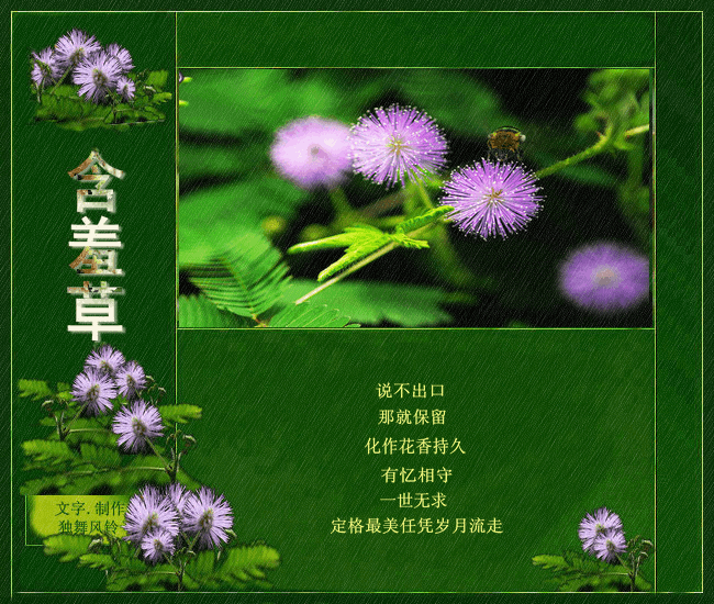 含羞草 图文/独舞风铃