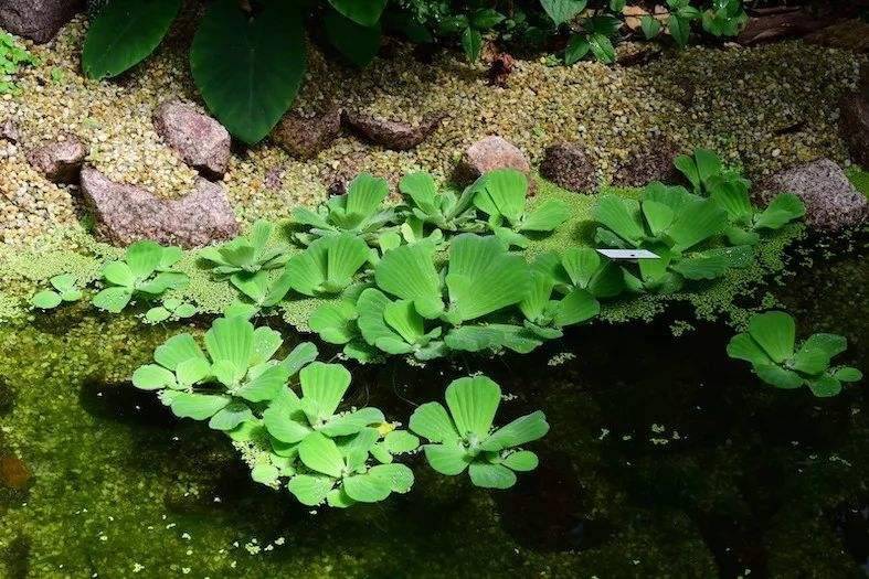 文/杨干平 那些浮萍,曾经是养猪喂鹅尚好的草料 池塘沼泽随处可见 给