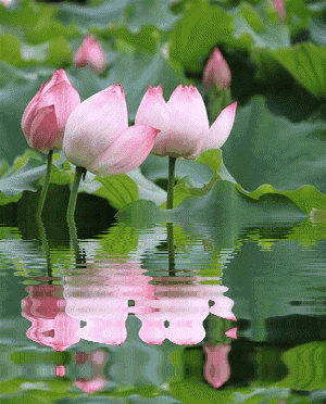 出水芙蓉源上客 临池潋滟渡头仙.