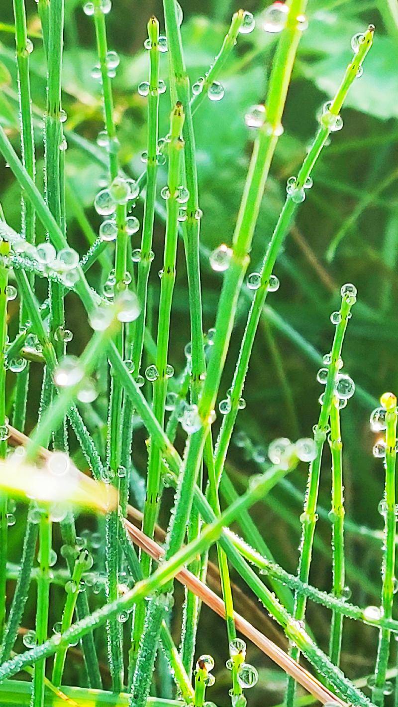 原创《教你如何用手机拍摄水珠照片/寒星