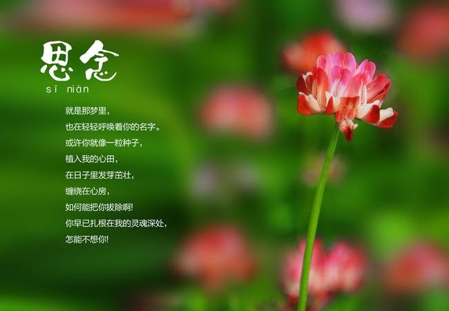 思念 文/刘秀红(河南)
