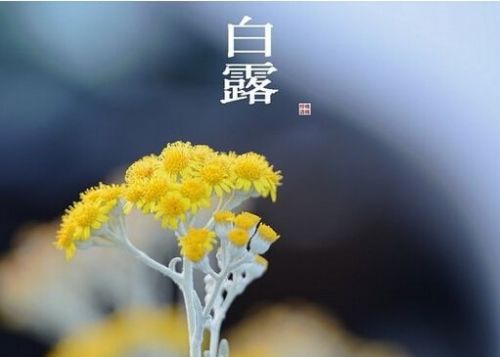 七绝·白露 文/闫霞