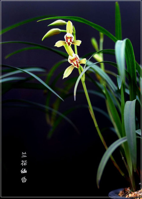 任尔寒霜炎暑酷,嫣然一笑付韶光.        注:①凤雏～兰花的雅称.