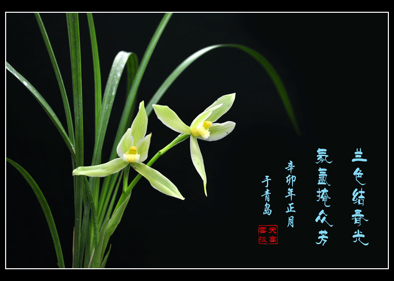 组诗《梅兰竹菊》四首(原创)作者 宫云召(洛阳)