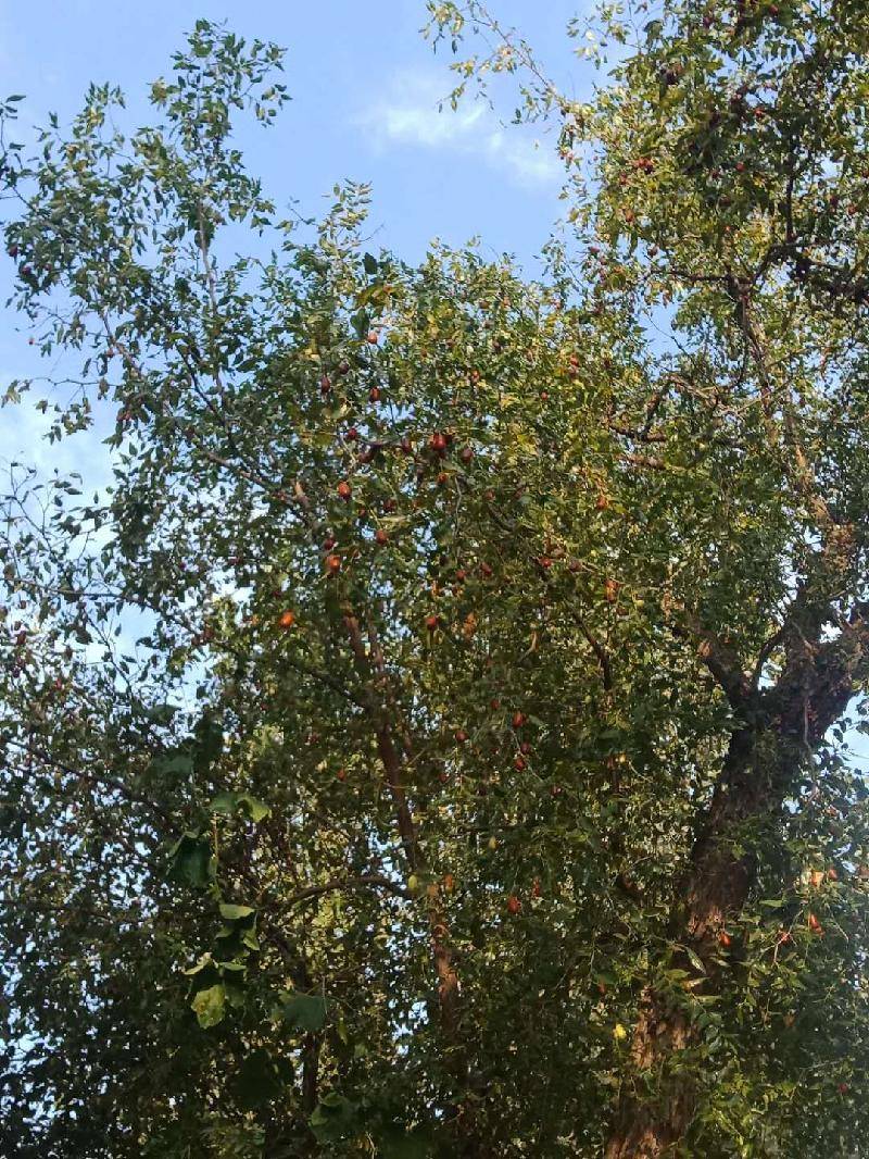 早晨行走在村里那棵老枣树下,被那树熟了的红枣吸引了眼球.