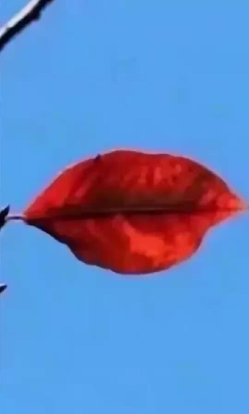 文/王茹 碧影苍穹 落木惊风 共此 一片萧疏 孤独一叶 如烈焰红唇 静