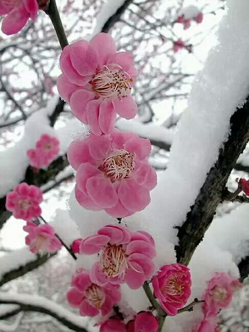 苍穹洞洞无奇瑕, 红梅朵朵花枝俏.
