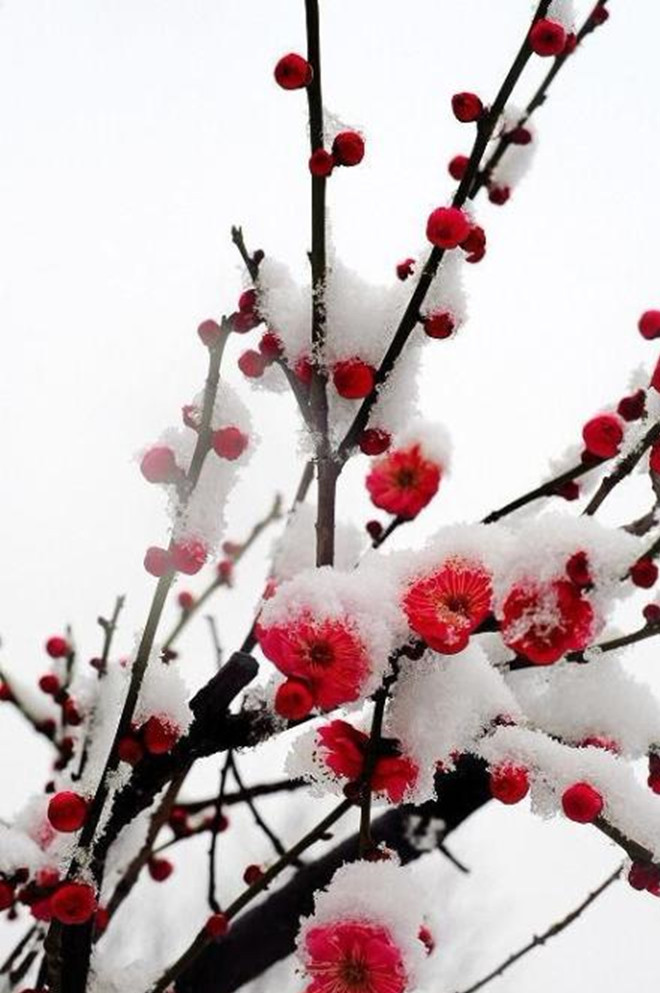 七绝     湖畔雪景 雪压芦花寒日近,湖边堪似醉眠云.