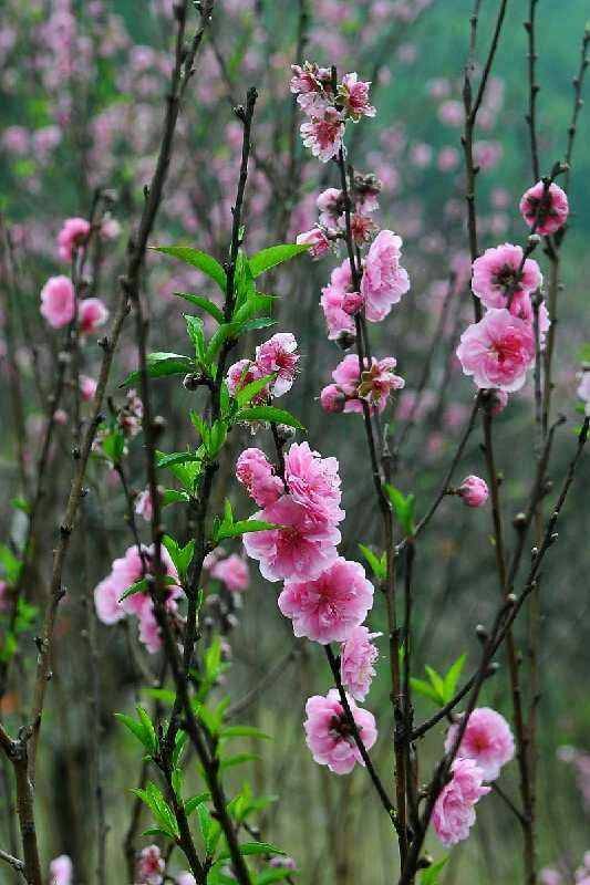 一树桃花开 文/兰兰(内蒙古)