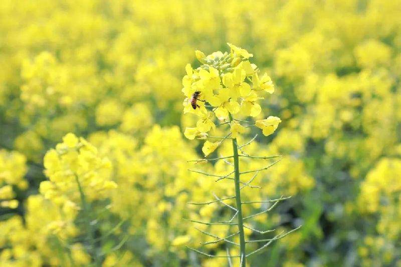 竹枝词 油菜花