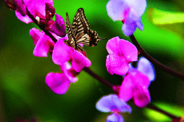 春晓曲 中华美丽彩蝶飞舞(二十九) 文/孙臣