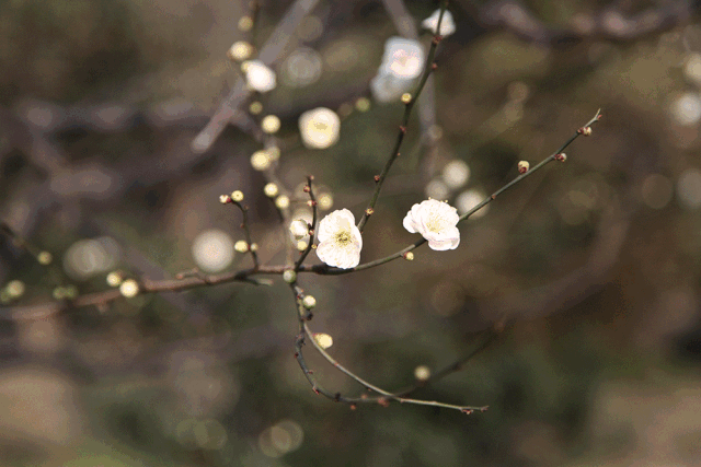 【七律】*咏梅*《60 首》 ----天之娇子