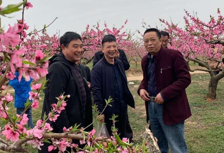 文/张会伟   白水津湾,繁花薄雾, 新芽嫩蕊桃千树.