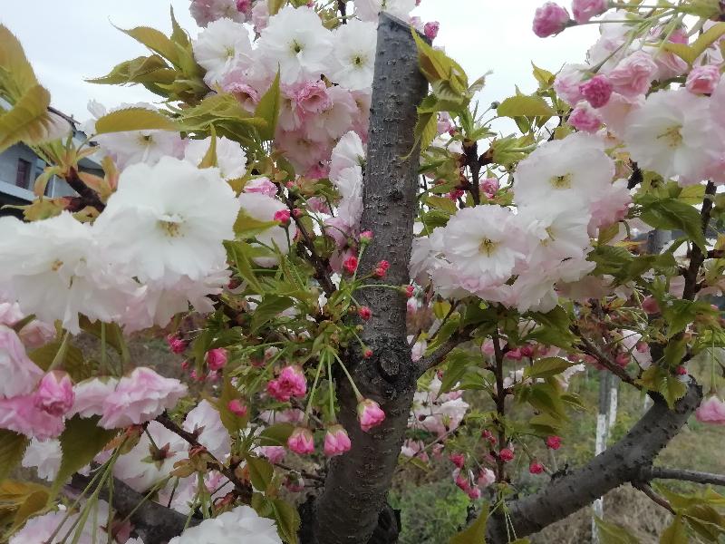 【古风(雷建珂)七绝 清明祭