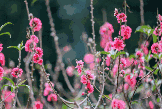 春(外一首) 刘卫东