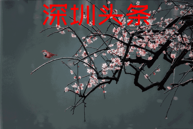 桦南诗刊535〕精选诗人赵维远填词//定风波◎六首(辽宁·沈阳)