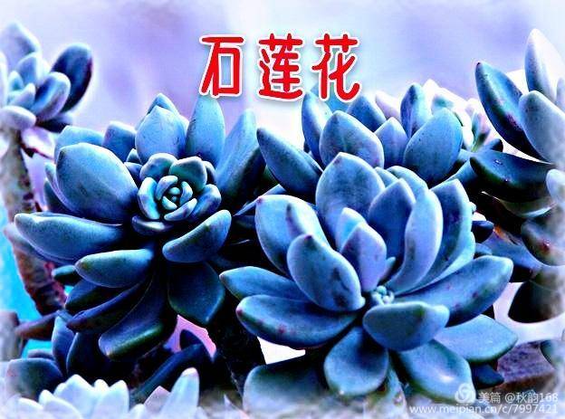 七绝    石莲花