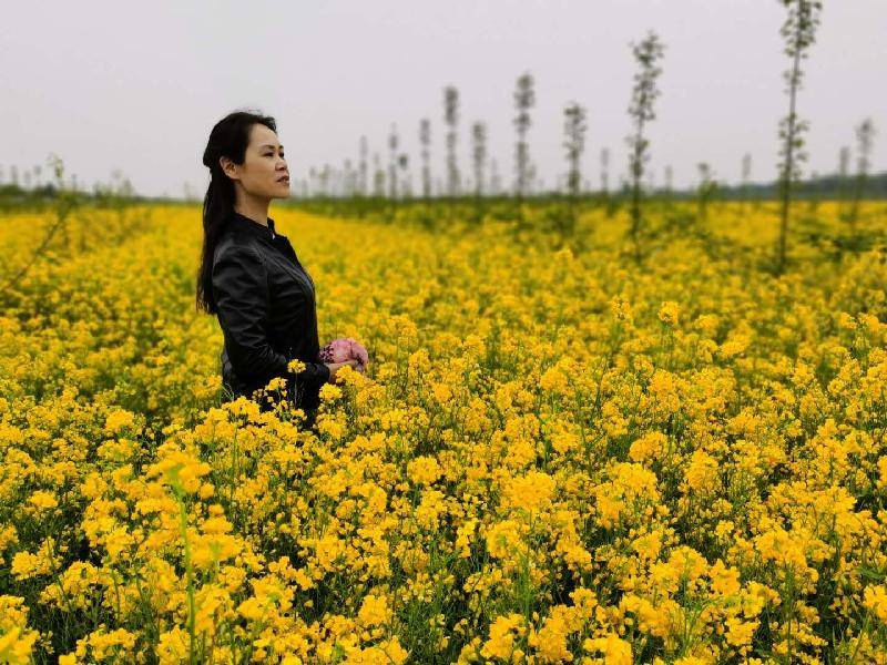 七绝二首 赞油菜花 文ll张玉学