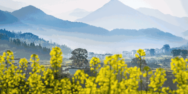 桥头听戏   绿柳黄杨煦暖风 桥头唱戏鼓锣声 水光潋滟游鱼跳   油菜