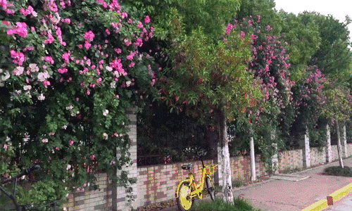 莫道荼蘼春事了,蔷薇月季绽辉华. 20200511