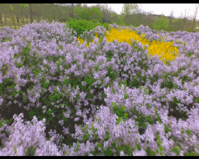 丁香花 摄影/肖杰 作者/肖杰