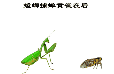 【原创】廖万友//七律螳螂捕蝉雀在后