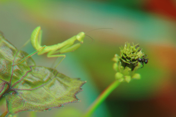 文ll张玉学 一 螳螂芒种出,菡萏笑晴天.
