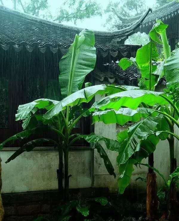 屋檐的雨滴 追逐历史足迹 展示末来希翼 哪怕身处深秋 也爱听芭蕉夜雨