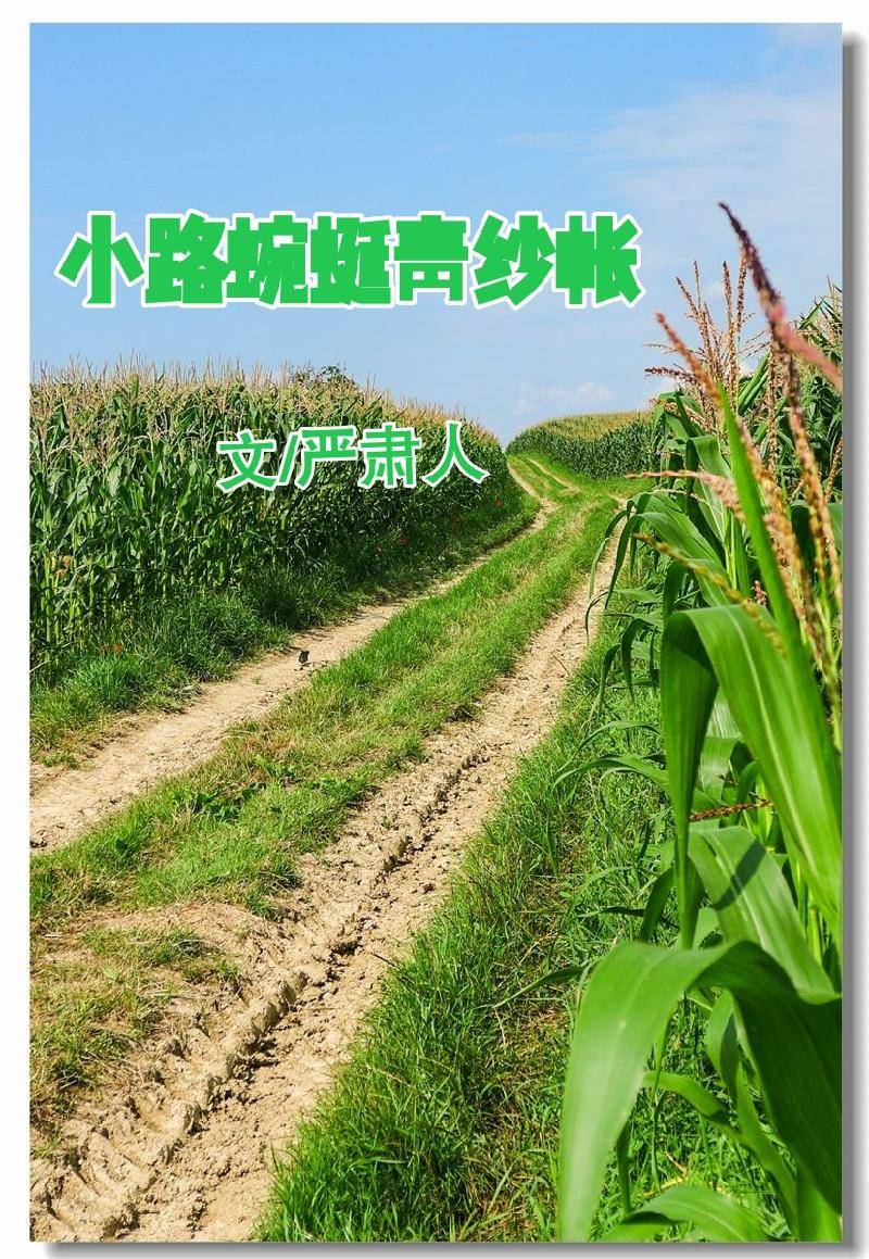 小路蜿蜒青纱帐 文/严肃人