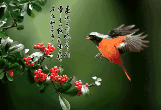 吴辉 蝶恋花夏 小满槐花香失袂.茂苑春辞,夏果缤纷醉.山竹樱桃呈翡翠.