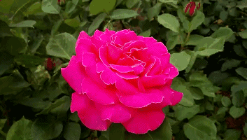 月季花 文‖于洪涛